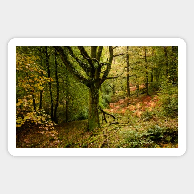 Autumn shades in Skelghyll Woods Sticker by jldunbar